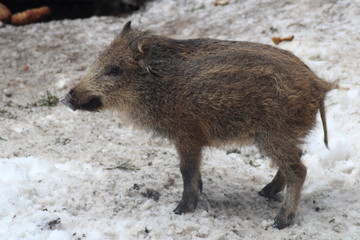 Freischling Seitenansicht