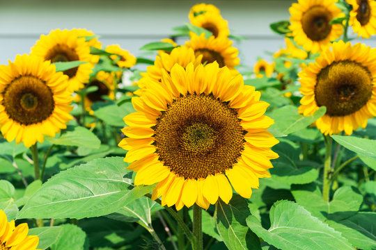 Close-up of sun flower.