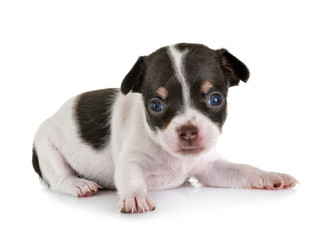 Obraz premium puppy chihuahua in studio