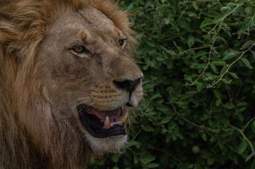 The Savuti North Pride lions roam in the Chobe National Park Botswana.