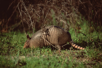 Obraz premium Nine-Banded Armadillo (Dasypus Novemcinctus)