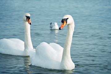 Fototapeta premium White swans on the sea. Wildlife. Ocean.