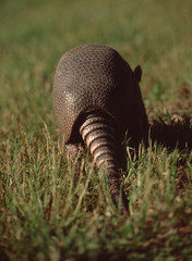 Nine-Banded Armadillo (Dasypus Novemcinctus)