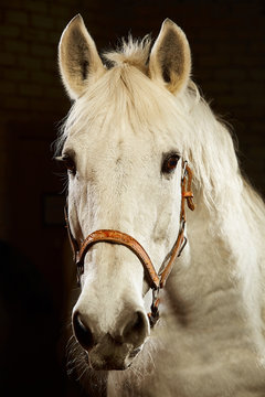 Close up portrait of white horse looking at camera on black background.