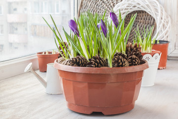 Crocuses in a pot and a watering can on the window.