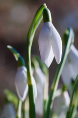 Obraz premium Galanthus nivalis in sunset time in nature