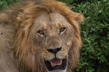 The Savuti North Pride lions roam in the Chobe National Park Botswana.