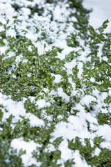 Evergreen shrub in winter is covered in snow in cold weather