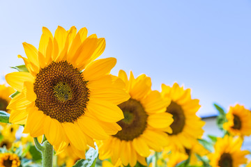 Close-up of sun flower.