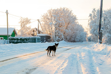 Arkhangelsk region. Winter in the vicinity of the village Levkovka.