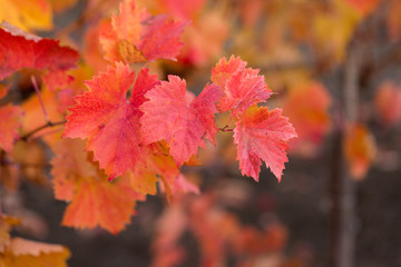 Autumn grapes with red leaves, the vine at sunset is reddish yellow