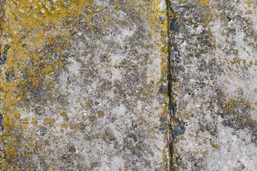 Asbestos slate texture concrete covered with lichen and moss	