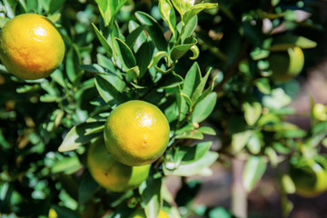 Orange on tree in farm.