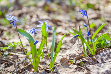 Bluebell flowers. Spring concept.