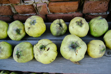 Ripe ripe yellow quince lies outdoors