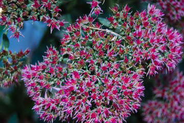 beautiful pink flower close up on photo