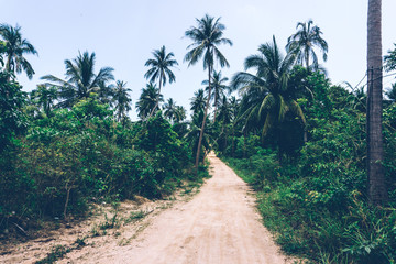 Tropical jungle. Dirt road in the jungle. Thailand, Southeast Asia. Tropical rainforest. Banana palm trees. Landscape view. © uladzimirzuyeu