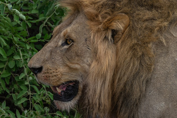 The Savuti North Pride lions roam in the Chobe National Park Botswana.