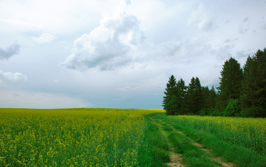 Sandy road among fields of flowering rapeseed and a forest