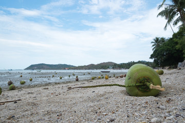 Coconut on the beach, summer is coming