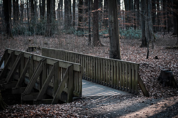 holzbrücke im wald