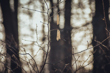Nahaufnahme von einem ast einer birke im wald im winter 