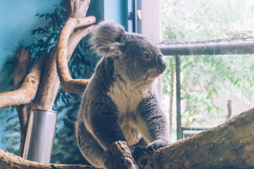 Koala sitting on a branch in the zoo