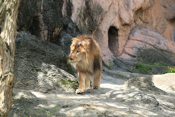ライオン　雄ライオン　ライオンの雄　大人のライオン