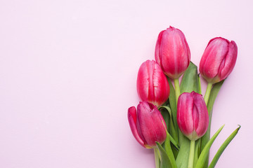 Purple bright tulips on pink background with copy space.