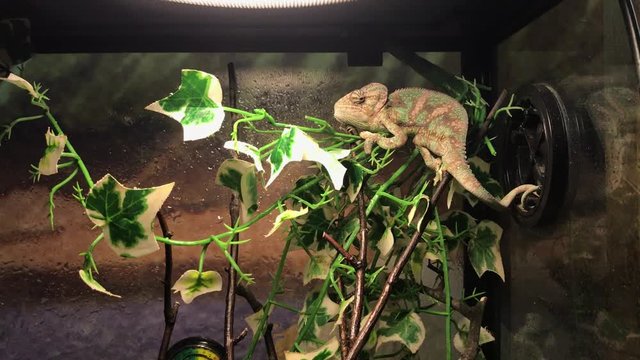 Little chameleon sits on a branch in the terrarium