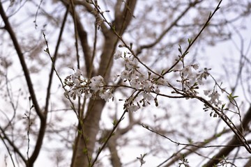 Blooming Wu-She cherry blossom in the Guan-Wu,Belonging to Shei-Pa National Park, Taiwan