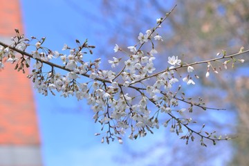 Blooming Wu-She cherry blossom in the Guan-Wu,Belonging to Shei-Pa National Park, Taiwan