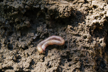 Red earthworms crawling. Putting on and bait for fish