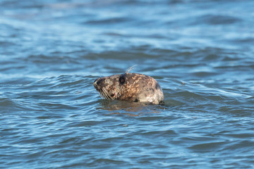 Fototapeta premium kegelrobbe