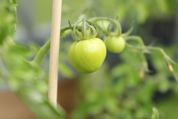 Home grown tomatoes
