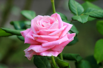 Garden tender pink rose.
