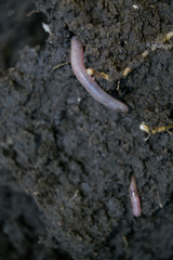 Red earthworms crawling. Putting on and bait for fish