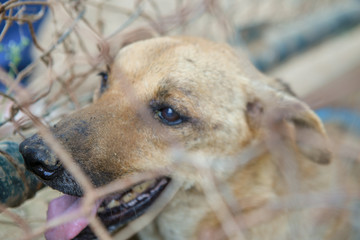 dog