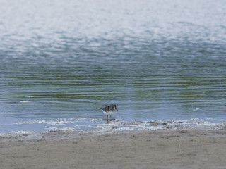 Broad-billed Sandpiper, Limicola or Calidris falcinellus small shorebird at sea shoreline portrait, selective focus, shallow DOF