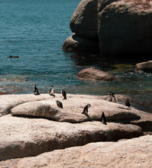 Naklejka premium Cuteness overload: funny african penguins living free in south african beach (Boulder Beach Penguin Colony)