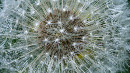 Dandelion with ripe seeds texture background macro, selective focus, shallow DOF