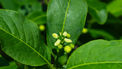 Small flower on European or Common Spindle Tree, Euonymus Europaeus, macro, selective focus, shallow DOF