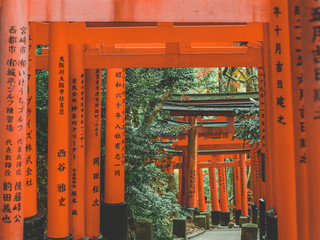 Japanese orange torii gates in the forest