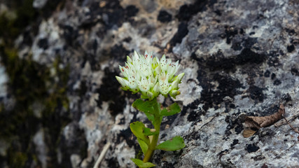 Blooming Stonecrop Sedum oppositifolium on rocks with small white flowers macro, selective focus, shallow DOF