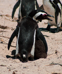 Obraz premium Cuteness overload: funny african penguins living free in south african beach (Boulder Beach Penguin Colony)