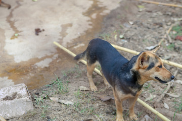 dog