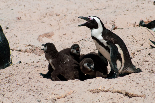 Cuteness overload: fluffy african penguins baby or chicks living free in south african beach (Boulder Beach Penguin Colony)
