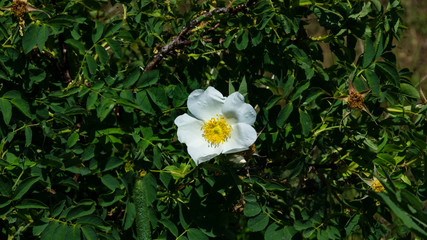 Blooming wild rose white flower macro, shallow DOF, selective focus, shallow DOF