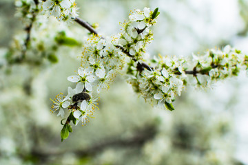 Cherry tree branch in spring blossom close-up. soft selective focus. Flowers blooming at rainy weather
