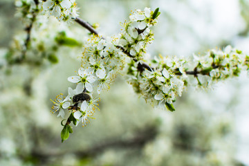 Cherry tree branch in spring blossom close-up. soft selective focus. Flowers blooming at rainy weather